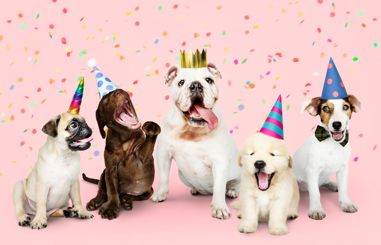🎉 Planning a Pet-Safe Party: How to Celebrate Without the Stress